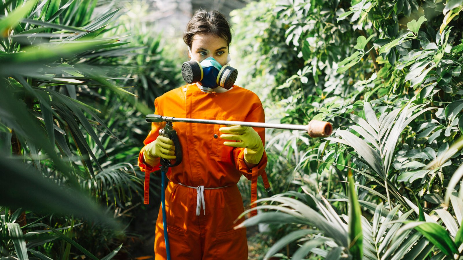 Best Way to Kill Woodworms Using Shashel Technology
